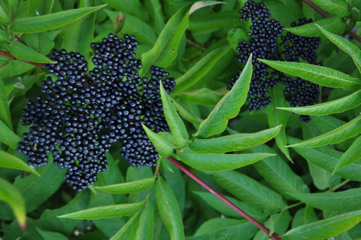 ანწლის ნატურალური ექსტრაქტი