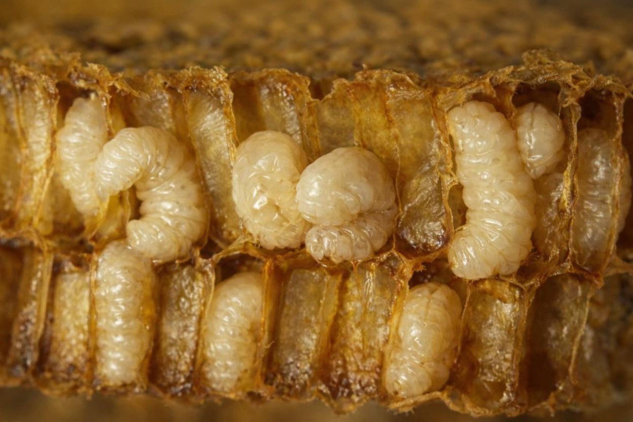 მამალი ფუტკრის ჰომოგენატი